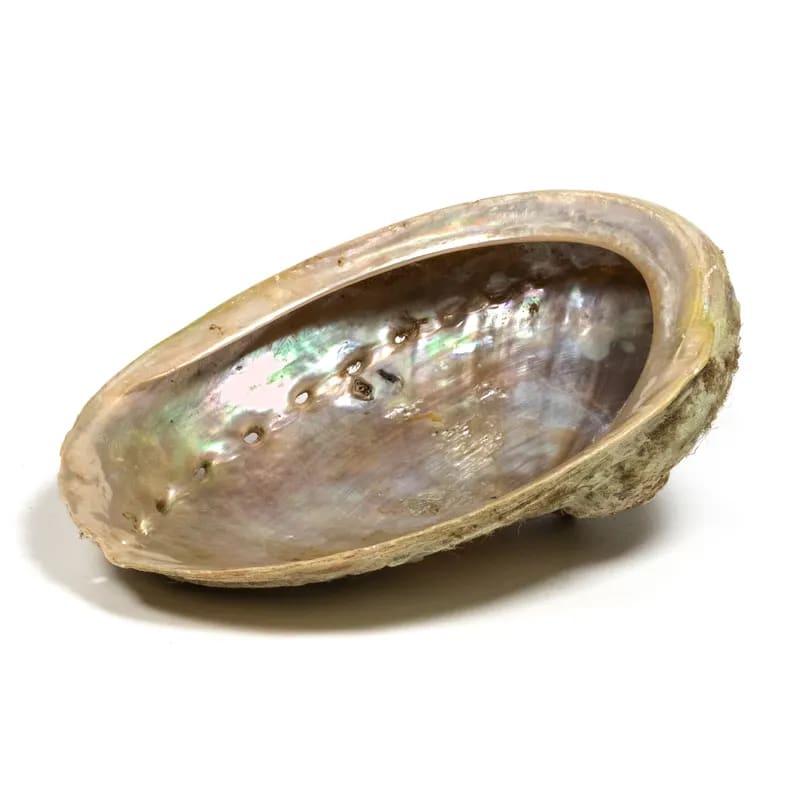 Abalone smudge schelp Haliotis M--Zentana