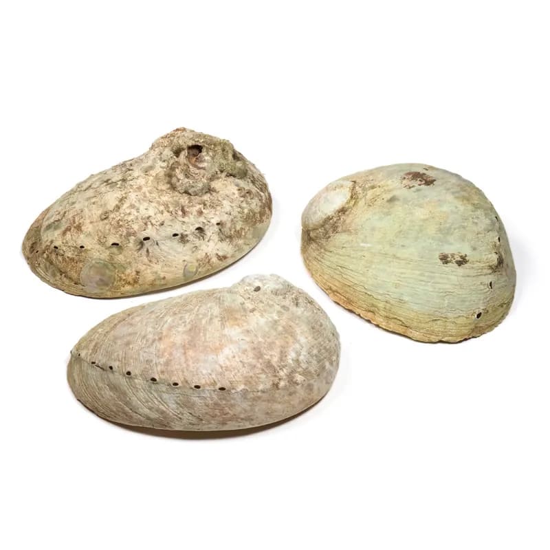 Abalone smudge schelp Haliotis M--Zentana