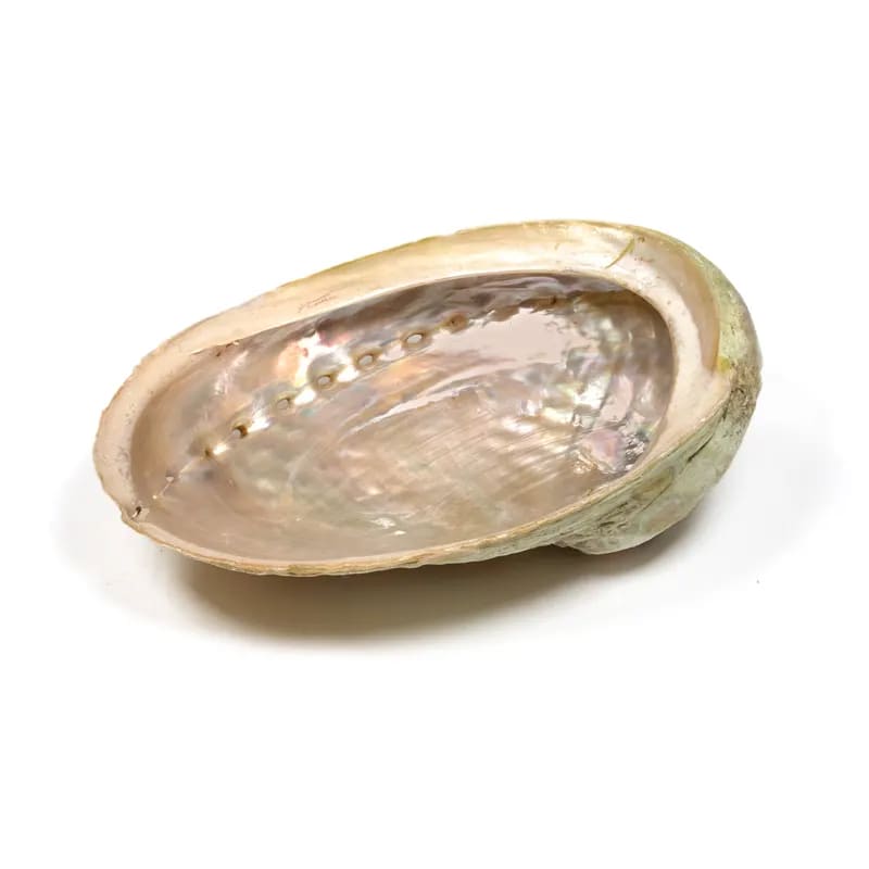 Abalone smudge schelp Haliotis M--Zentana